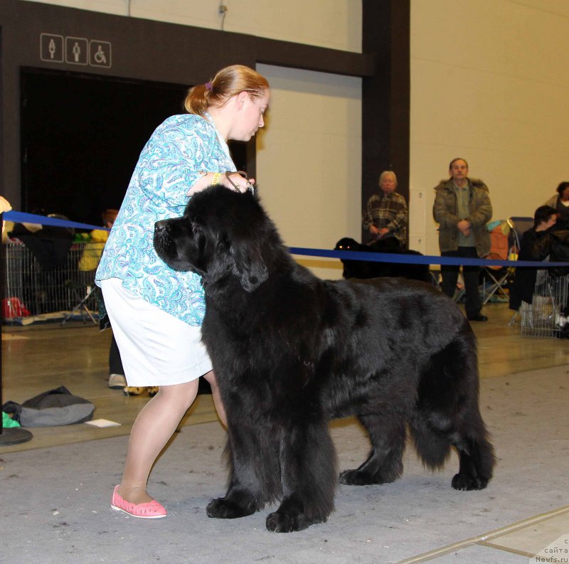 Фото: ньюфаундленд Дар Свезы Белив Ми (Dar Svezy Believe Me)