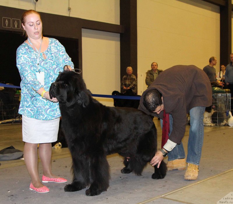 Фото: ньюфаундленд Дар Свезы Белив Ми (Dar Svezy Believe Me)