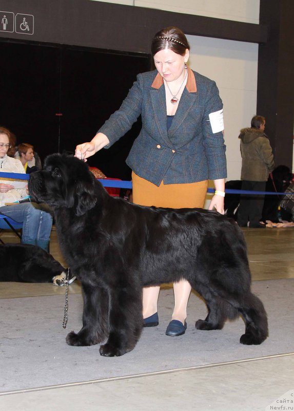 Фото: ньюфаундленд Акватория Келвин Юз оф Мэджик Спирит (Aquatoriya Kelvin Yuse of Magic Spirit)
