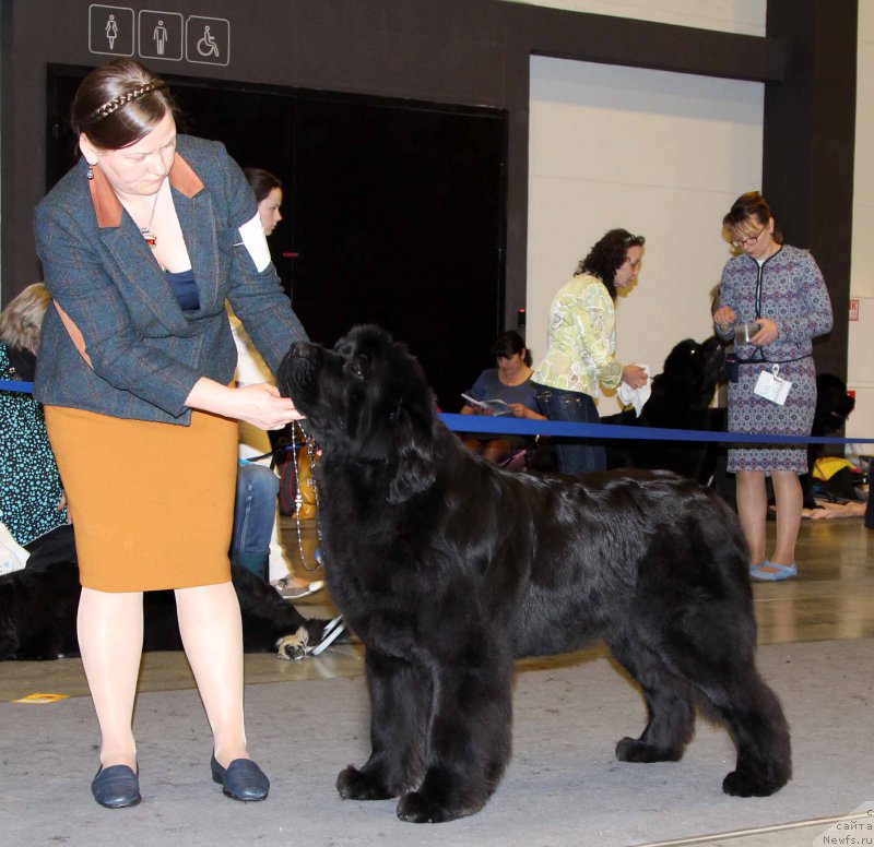 Фото: ньюфаундленд Акватория Келвин Юз оф Мэджик Спирит (Aquatoriya Kelvin Yuse of Magic Spirit)