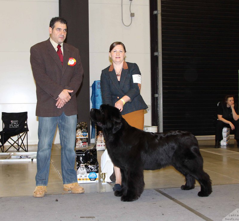 Фото: ньюфаундленд Акватория Келвин Юз оф Мэджик Спирит (Aquatoriya Kelvin Yuse of Magic Spirit)