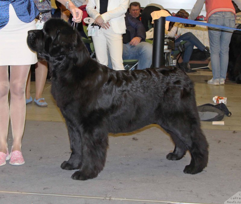 Фото: ньюфаундленд Акватория Келвин Явное Чудо