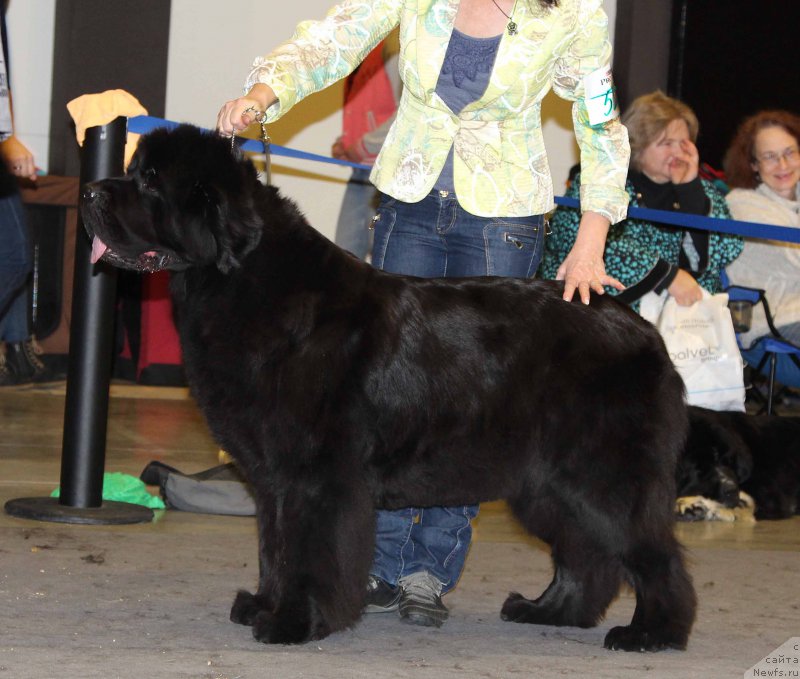 Фото: ньюфаундленд Бегущая по Волнам Дансинг Квин (Beguschaya po Volnam Dancing Queen)