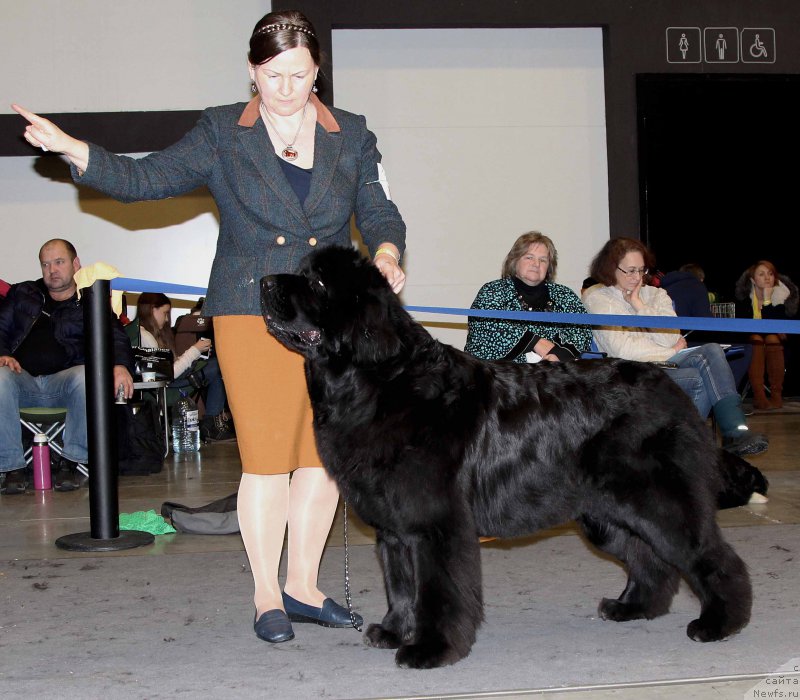 Фото: ньюфаундленд Акватория Келвин Фифа (Aquatoriya Kelvin Fifa)