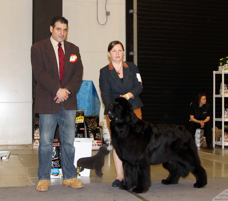 Фото: ньюфаундленд Акватория Келвин Фифа (Aquatoriya Kelvin Fifa)