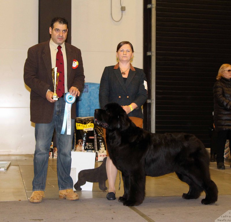 Фото: ньюфаундленд Акватория Келвин Фифа (Aquatoriya Kelvin Fifa)