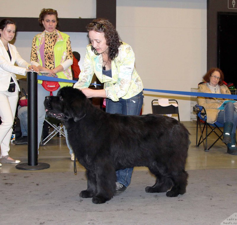 Фото: ньюфаундленд Бегущая по Волнам Вся Такая Растакая (Beguschaya po Volnam Vsya Takaya Rastakaya)