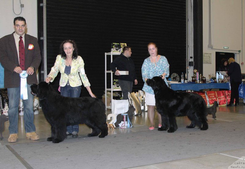 Фото: ньюфаундленд Бегущая по Волнам Вся Такая Растакая (Beguschaya po Volnam Vsya Takaya Rastakaya), ньюфаундленд Bjornebandens Nancy Wilson