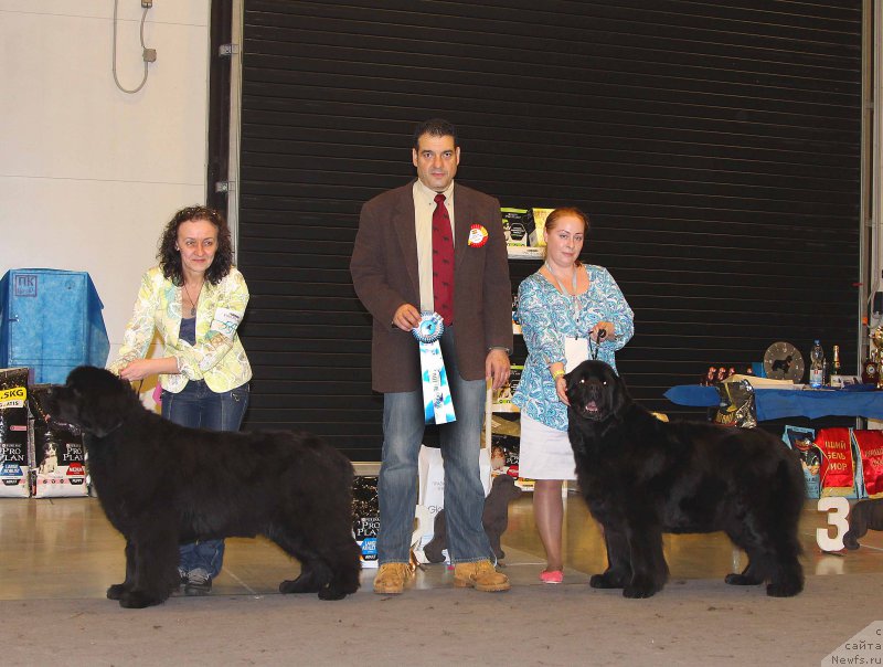 Фото: ньюфаундленд Бегущая по Волнам Вся Такая Растакая (Beguschaya po Volnam Vsya Takaya Rastakaya), ньюфаундленд Bjornebandens Nancy Wilson