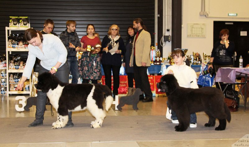 Фото: Sent Djons Show must go on, ньюфаундленд Черная Мафия Бекаусе И Ам Вортх Ит (Chernaya Mafia Because I Am Worth It)