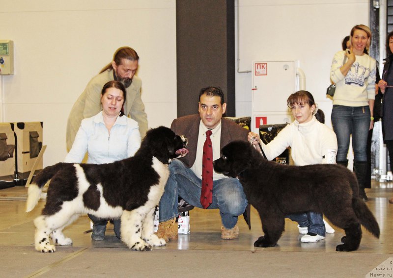 Фото: Sent Djons Show must go on, ньюфаундленд Черная Мафия Бекаусе И Ам Вортх Ит (Chernaya Mafia Because I Am Worth It)