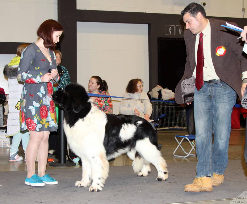 Фото: ньюфаундленд Флюфи Аваланч Центнер (Fluffy Avalanche Centner)