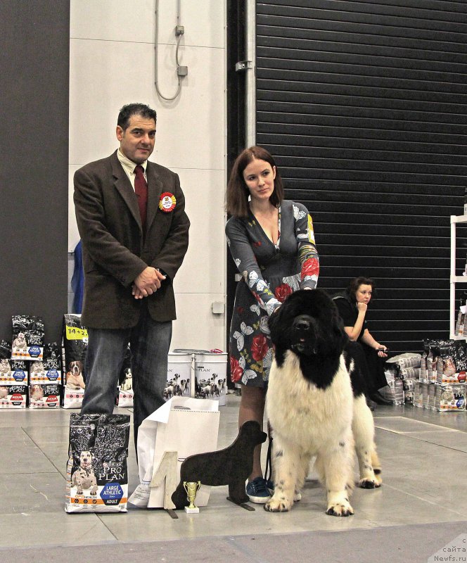 Фото: ньюфаундленд Флюфи Аваланч Центнер (Fluffy Avalanche Centner)