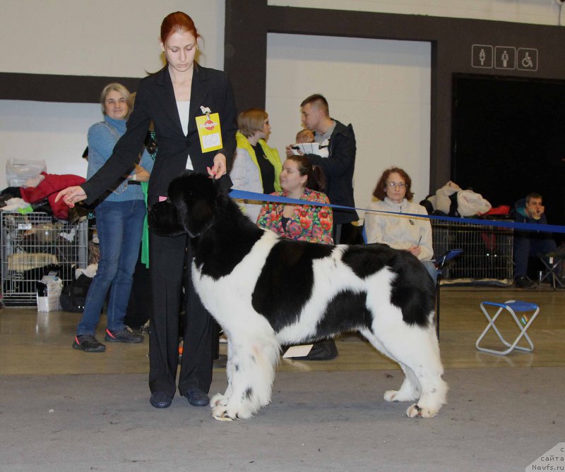 Фото: ньюфаундленд Супер Бизон Маэстро (Super Bizon Maestro)