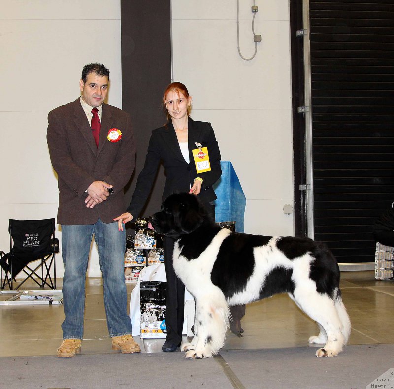 Фото: ньюфаундленд Супер Бизон Маэстро (Super Bizon Maestro)