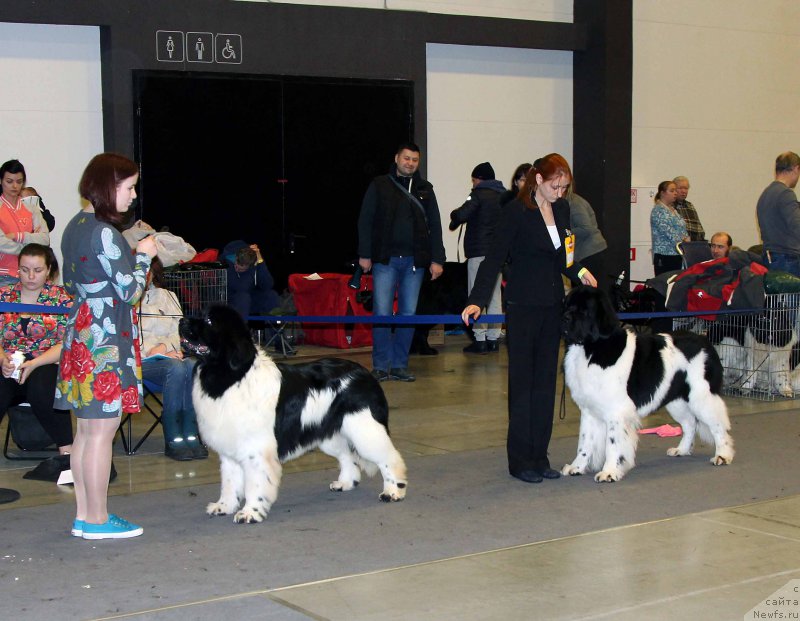 Фото: ньюфаундленд Флюфи Аваланч Центнер (Fluffy Avalanche Centner), ньюфаундленд Супер Бизон Маэстро (Super Bizon Maestro)