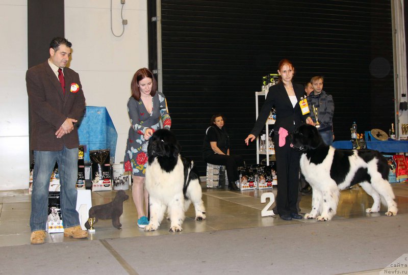 Фото: ньюфаундленд Флюфи Аваланч Центнер (Fluffy Avalanche Centner), ньюфаундленд Супер Бизон Маэстро (Super Bizon Maestro)