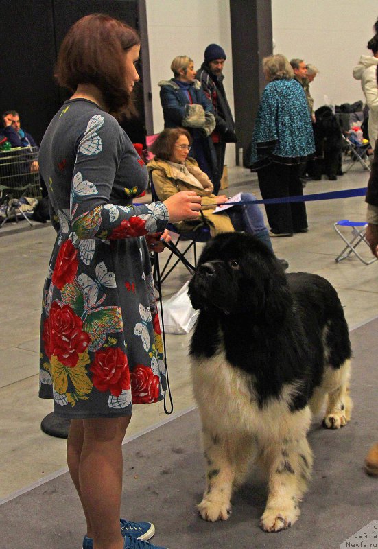 Фото: ньюфаундленд Eros Faundland