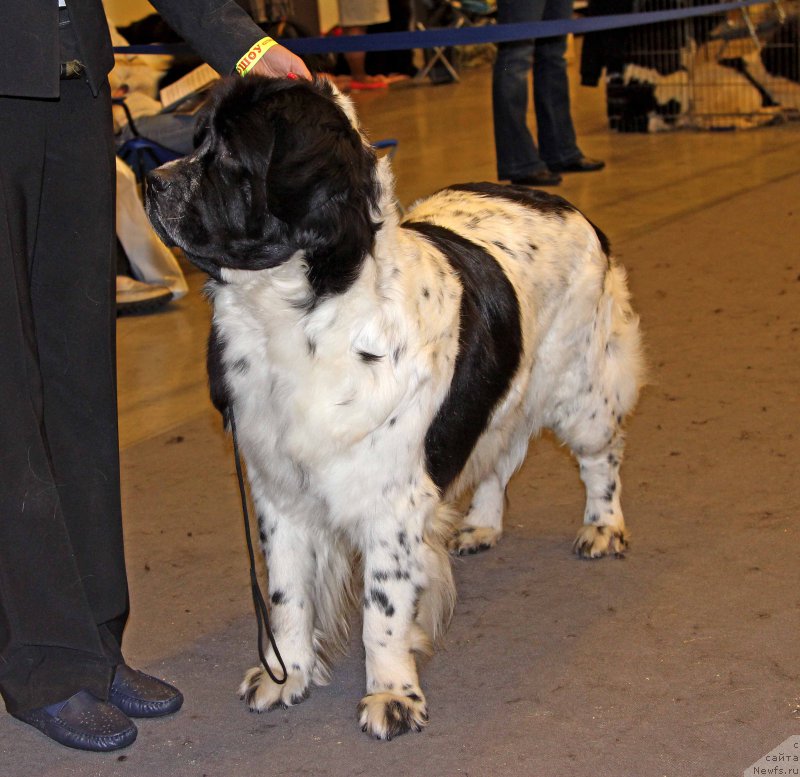 Фото: ньюфаундленд Сент Джонс Вива Виктория (Sent Djons Viva Viktoria)