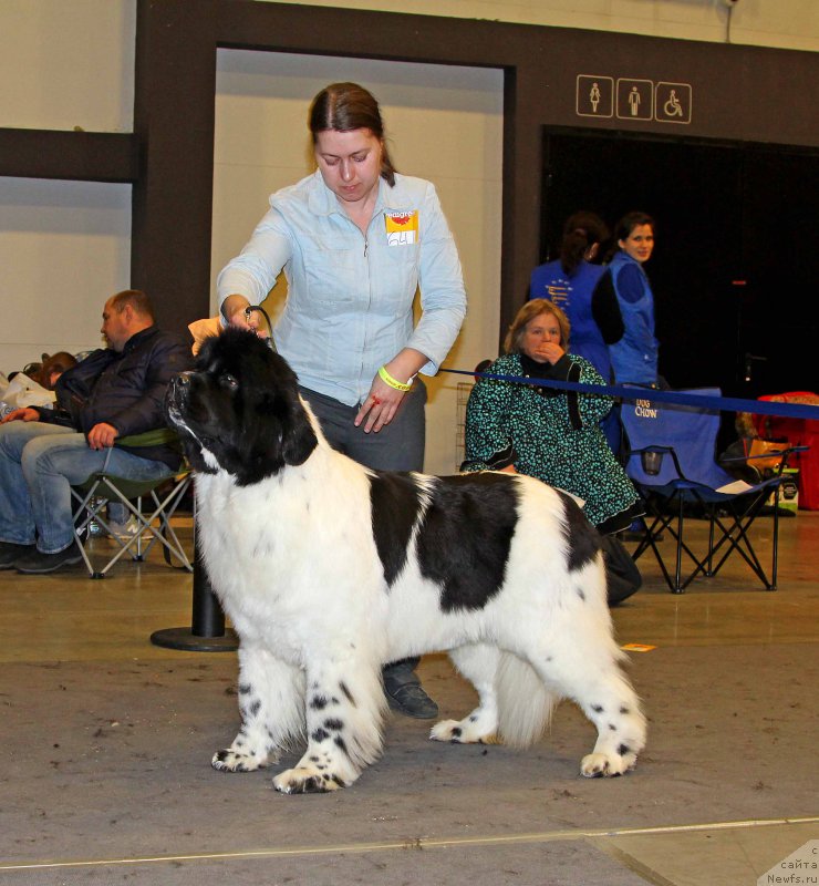 Фото: ньюфаундленд Супер Бизон Малина