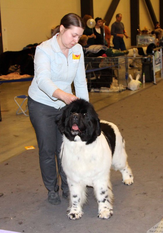 Фото: ньюфаундленд Супер Бизон Малина