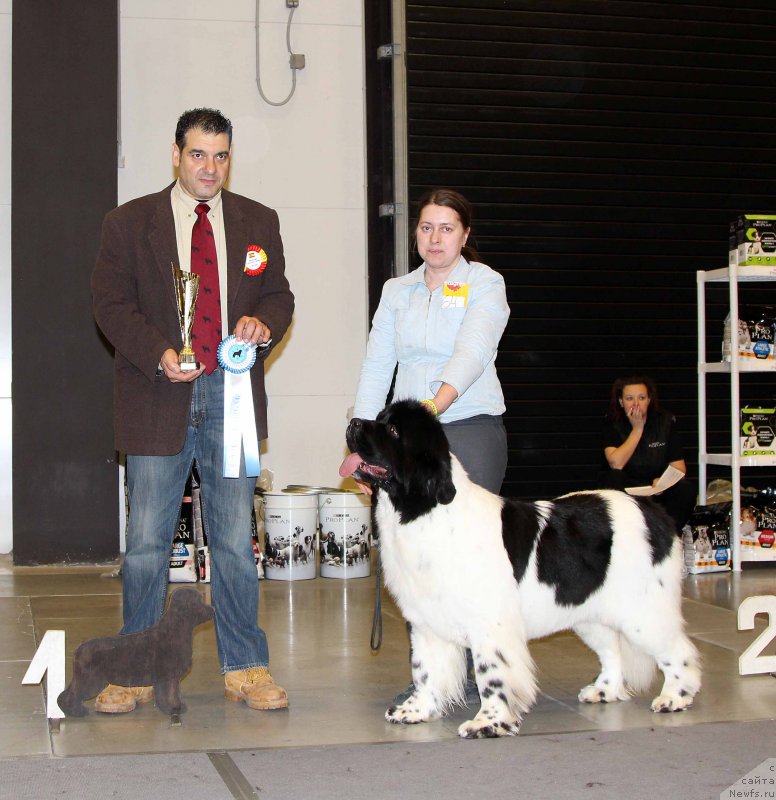 Фото: ньюфаундленд Супер Бизон Малина