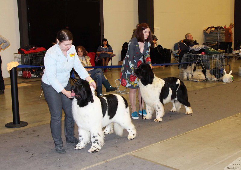 Фото: ньюфаундленд Супер Бизон Малина, ньюфаундленд Флюфи Аваланч Цунами (Fluffy Avalanche Cunami)