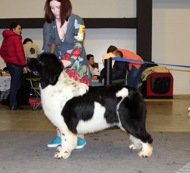 Фото: ньюфаундленд Флюфи Аваланч Цунами (Fluffy Avalanche Cunami)
