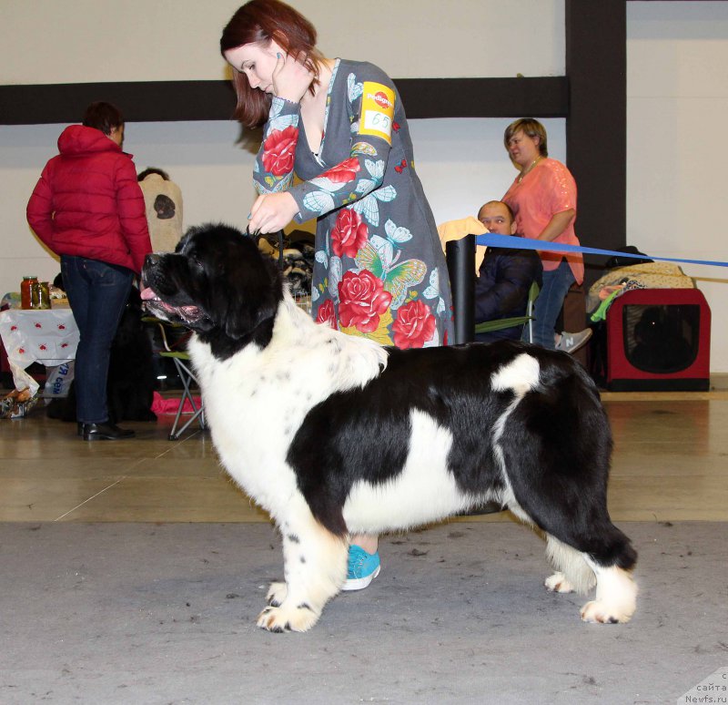 Фото: ньюфаундленд Флюфи Аваланч Цунами (Fluffy Avalanche Cunami)