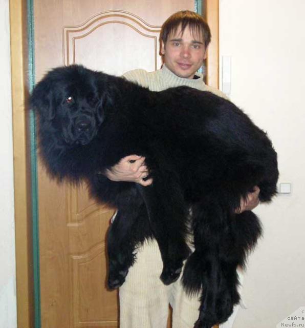 Фото: ньюфаундленд Лесная Сказка Роза Черная, Максим Канунников