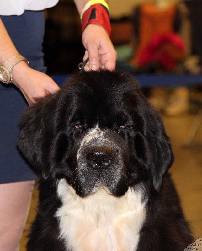 Фото: ньюфаундленд Питерньюф Банзай (Piternyuf Banzay)