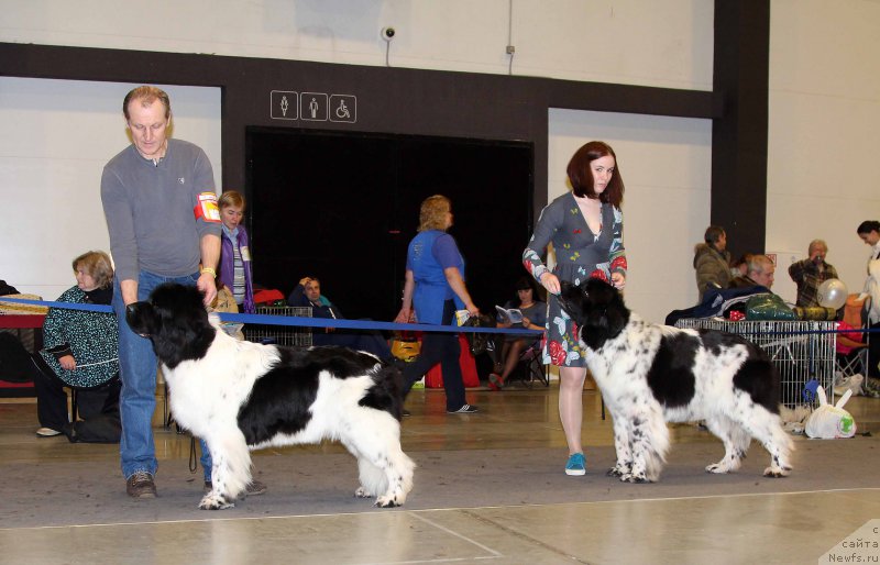 Фото: ньюфаундленд Плюшевая Панда Хаира (Plushevayа Panda Haira), ньюфаундленд Флюфи Аваланч Смалл Стар Вилл Оутшине Алл (Fluffy Avalancn Small Star Will Outshine All)