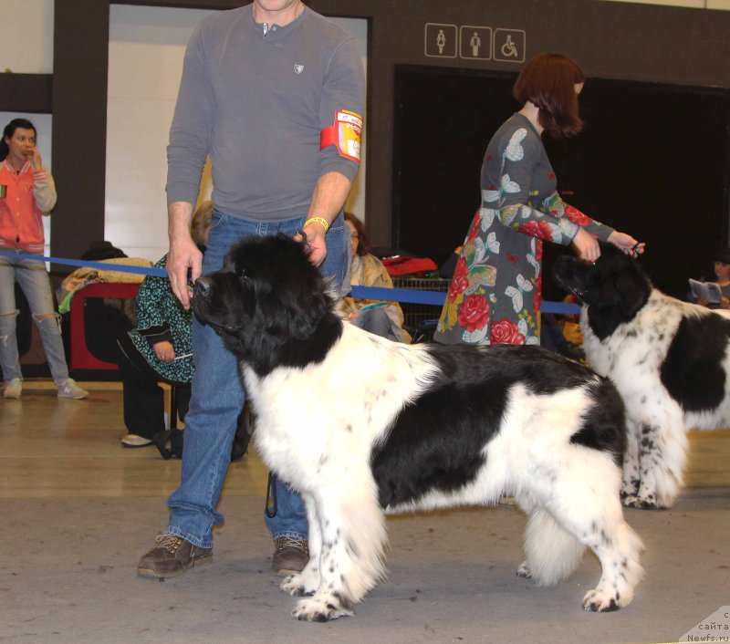 Фото: ньюфаундленд Плюшевая Панда Хаира (Plushevayа Panda Haira)