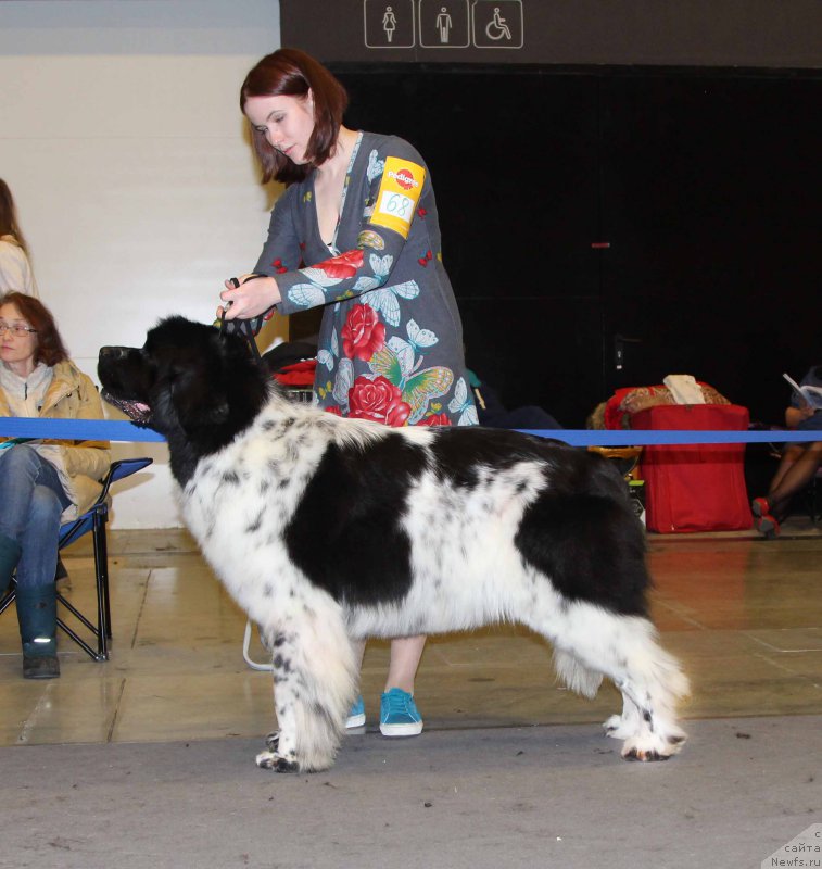 Фото: ньюфаундленд Флюфи Аваланч Смалл Стар Вилл Оутшине Алл (Fluffy Avalancn Small Star Will Outshine All)