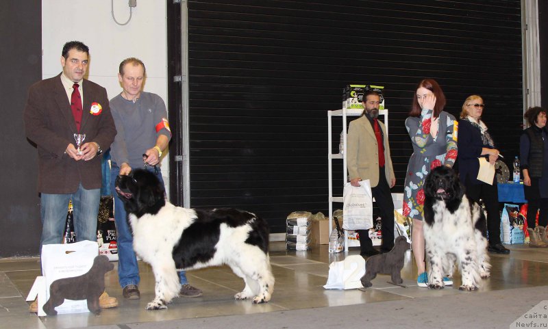Фото: ньюфаундленд Плюшевая Панда Хаира (Plushevayа Panda Haira), ньюфаундленд Флюфи Аваланч Смалл Стар Вилл Оутшине Алл (Fluffy Avalancn Small Star Will Outshine All)