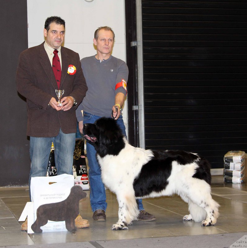 Фото: ньюфаундленд Плюшевая Панда Хаира (Plushevayа Panda Haira)