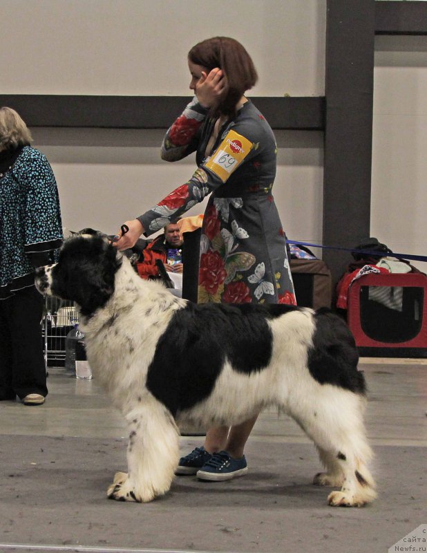 Фото: ньюфаундленд Флюфи Аваланч Сатисфастион оф Май Амбитионс (Fluffy Avalanche Satisfaction of My Ambitions)