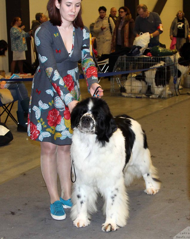 Фото: ньюфаундленд Флюфи Аваланч Сатисфастион оф Май Амбитионс (Fluffy Avalanche Satisfaction of My Ambitions)