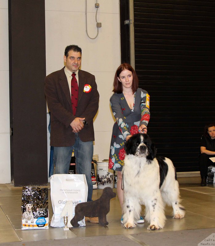 Фото: ньюфаундленд Флюфи Аваланч Сатисфастион оф Май Амбитионс (Fluffy Avalanche Satisfaction of My Ambitions)