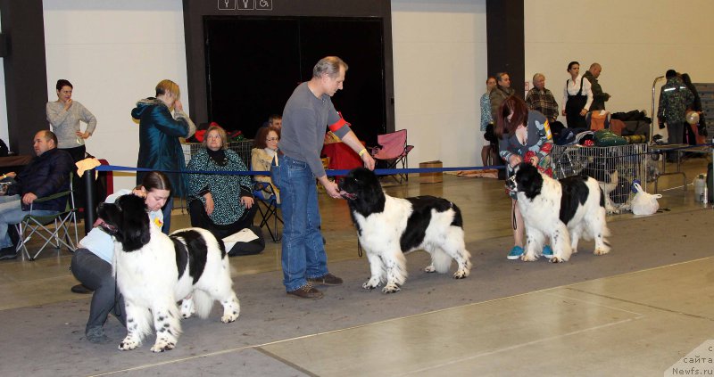 Фото: ньюфаундленд Супер Бизон Малина, ньюфаундленд Плюшевая Панда Хаира (Plushevayа Panda Haira), ньюфаундленд Флюфи Аваланч Сатисфастион оф Май Амбитионс (Fluffy Avalanche Satisfaction of My Ambitions)