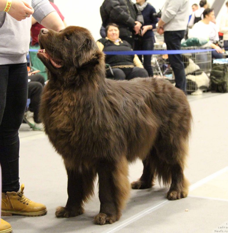 Фото: ньюфаундленд Альфа Дар Окса Виват