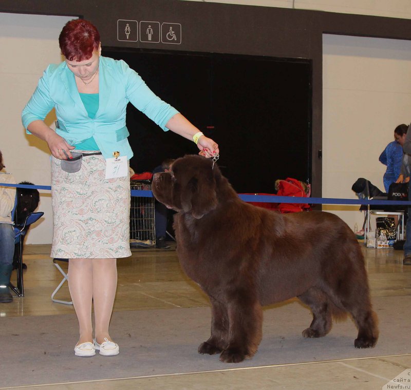 Фото: ньюфаундленд Есаул с Берега Дона (Esaul s Berega Dona)