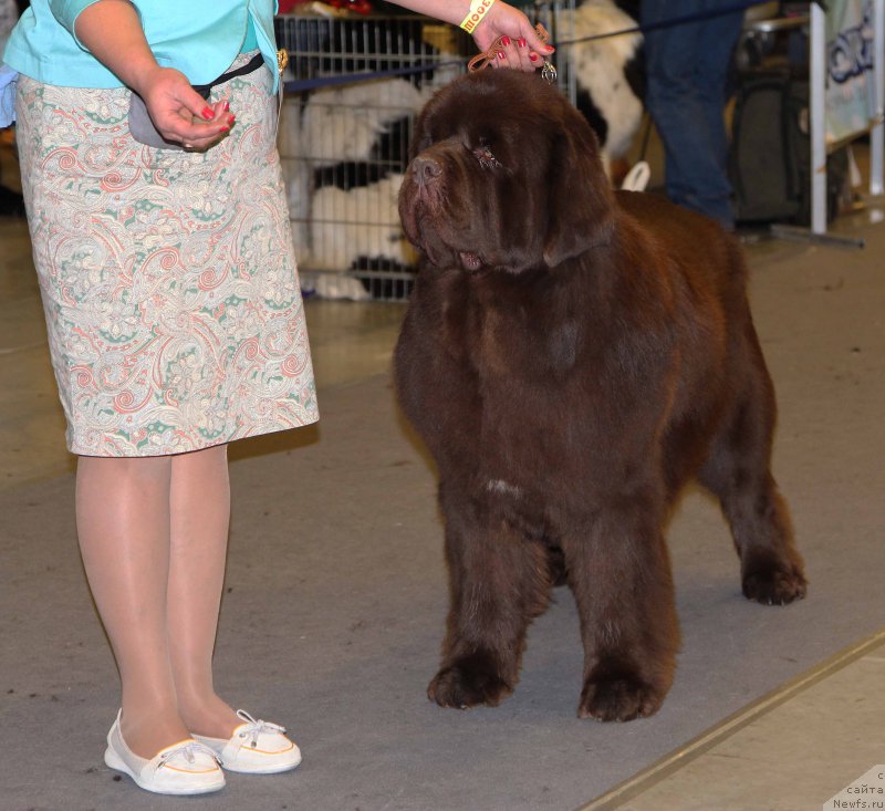 Фото: ньюфаундленд Есаул с Берега Дона (Esaul s Berega Dona)