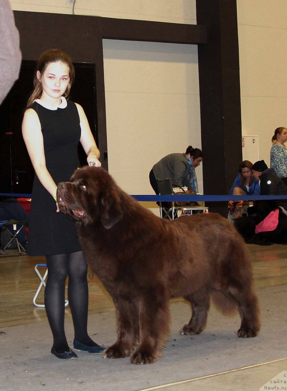 Фото: ньюфаундленд Чарли Де Бест Хелфи Пэл (Charli The Best Helfi Pel)