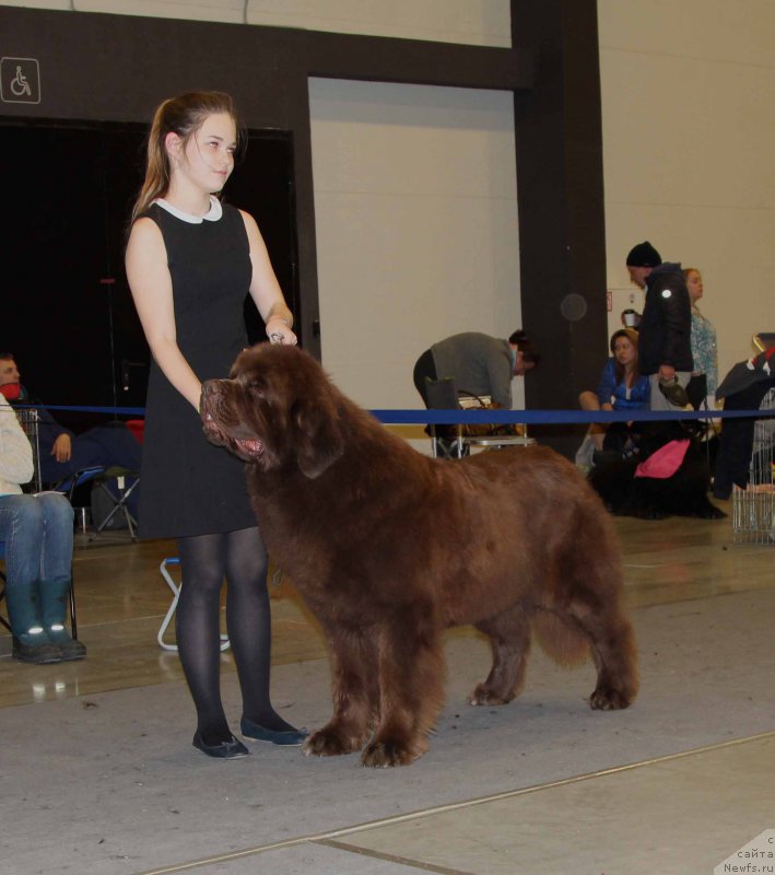 Фото: ньюфаундленд Чарли Де Бест Хелфи Пэл (Charli The Best Helfi Pel)