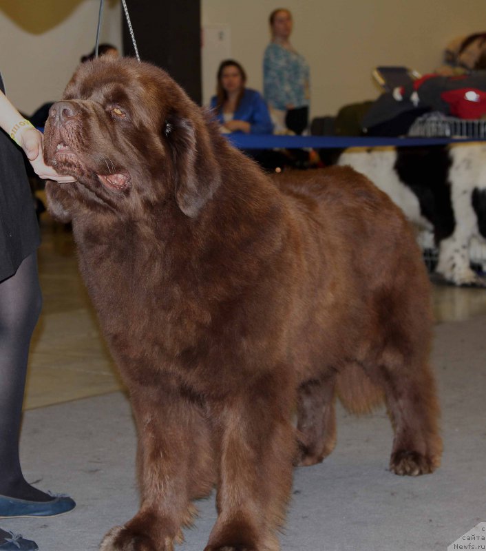 Фото: ньюфаундленд Чарли Де Бест Хелфи Пэл (Charli The Best Helfi Pel)