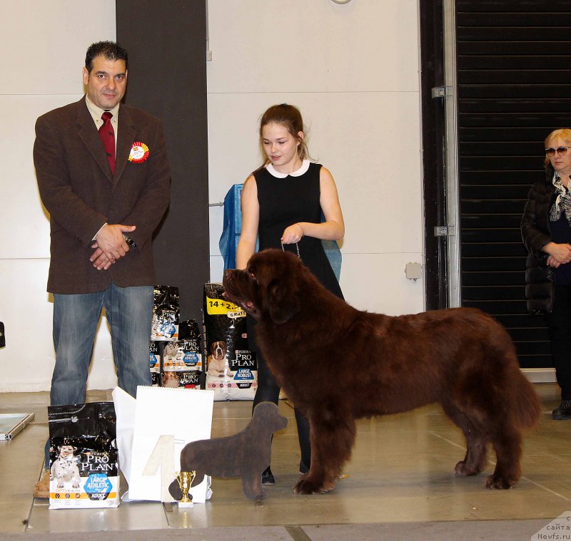 Фото: ньюфаундленд Чарли Де Бест Хелфи Пэл (Charli The Best Helfi Pel)