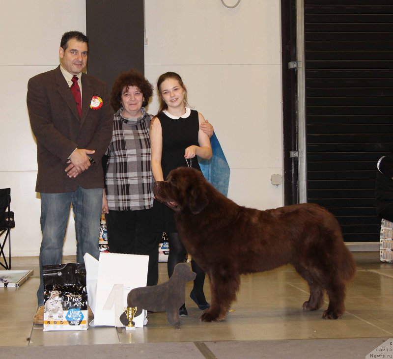 Фото: ньюфаундленд Чарли Де Бест Хелфи Пэл (Charli The Best Helfi Pel)