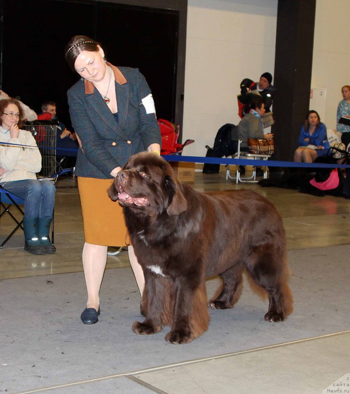 Фото: ньюфаундленд Акватория Келвин Райз Афтэ Ми (Aquatoriya Kelvin Rise After Me)