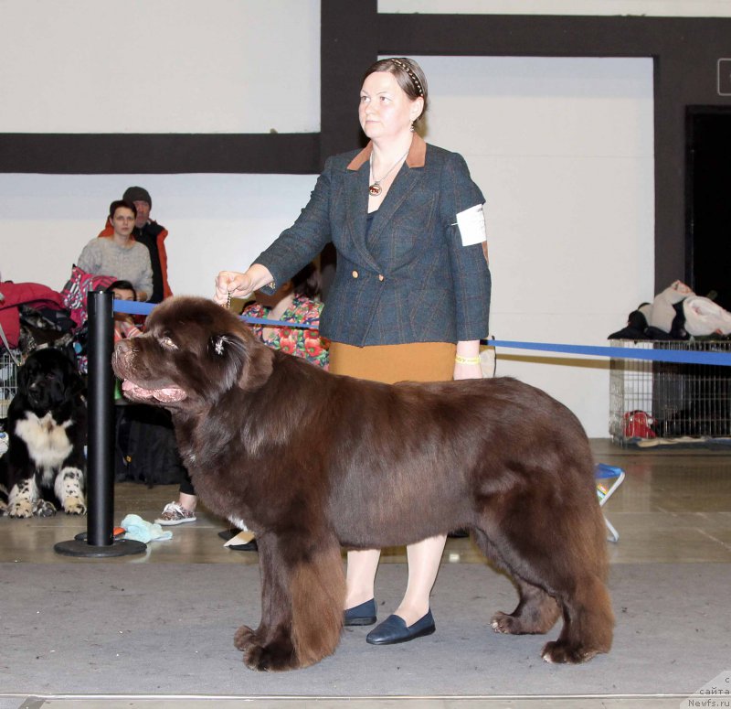 Фото: ньюфаундленд Акватория Келвин Райз Афтэ Ми (Aquatoriya Kelvin Rise After Me)